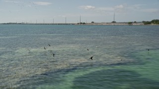AX0026_043 - 5K aerial stock footage of flying over flock of birds off the coast, Scout Key, Florida