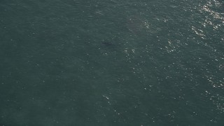 AX0028_007 - 5K stock footage aerial video of tracking a shark swimming, Marathon, Florida