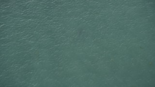 AX0028_009 - 5K stock footage aerial video of a bird's eye view of a shark swimming, Marathon, Florida