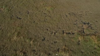AX0030_002 - 5K aerial stock footage of flying over birds in flight over Florida Everglades, Florida