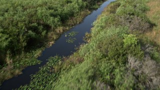 AX0030_015 - 5K aerial stock footage of following river through everglades, zoom in on alligator, Florida Everglades, Florida