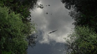 AX0030_019 - 5K aerial stock footage of flying over an alligator in river, Florida Everglades, Florida