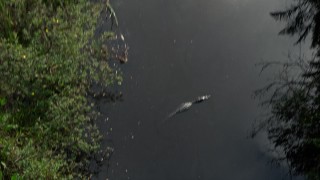 AX0030_020 - 5K aerial stock footage of an alligator in river, Florida Everglades, Florida