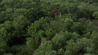AX0030_021 - 5K aerial stock footage of trees in the Florida Everglades, Florida