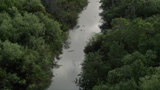 AX0030_022 - 5K aerial stock footage of flying by alligators in a river, Florida Everglades, Florida