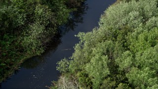 AX0030_023 - 5K aerial stock footage of flying by an alligator in a river, Florida Everglades, Florida