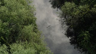 AX0030_024 - 5K aerial stock footage of an alligator in a river, Florida Everglades, Florida