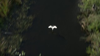 AX0030_114 - 5K aerial stock footage of a bird's eye view following birds flying over river, Florida Everglades, Florida