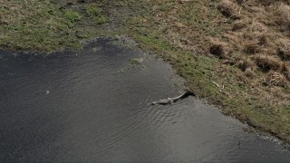 AX0034_041E - 5K aerial stock footage video of an alligator by the riverbank, Cocoa, Florida