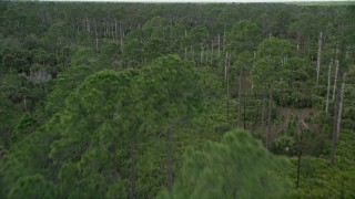 AX0034_052 - 5K aerial stock footage of flying low over a forest, Cocoa, Florida