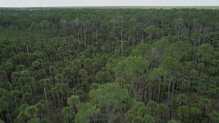 AX0034_053 - 5K aerial stock footage video fly low over forest with palm trees, Cocoa, Florida