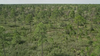 AX0034_055E - 5K aerial stock footage fly low over forest trees in Cocoa, Florida