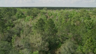 AX0034_058 - 5K aerial stock footage of flying low over green forest trees, Cocoa, Florida