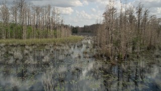 AX0035_047E - 5K aerial stock footage of flying around trees in a swamp, Orlando, Florida
