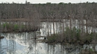 AX0035_053 - 5K aerial stock footage of birds taking flight over swamps, Orlando, Florida