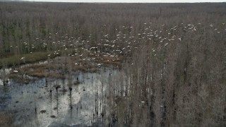 AX0035_054 - 5K aerial stock footage of tracking a flock of birds flying over a swamp, Orlando, Florida
