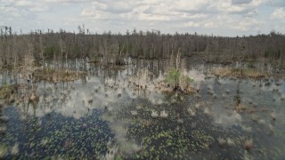 AX0035_062E - 5K aerial stock footage fly over trees revealing swamp, Orlando, Florida