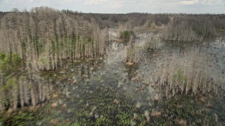 AX0035_076E - 5K aerial stock footage fly low over bare trees and swampland, Orlando. Florida