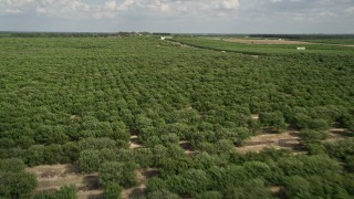 AX0035_093E - 5K aerial stock footage of panning across rows of trees, fly over an orchard, Clermont, Florida