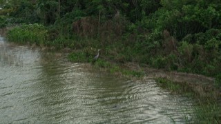 AX0035_116 - 5K aerial stock footage of a bird and alligator on the shore of Lake Apopka, Florida