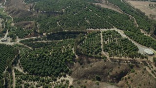AX0159_164 - 7.6K stock footage aerial video flying over Orange Grove orchards, Irvine, California