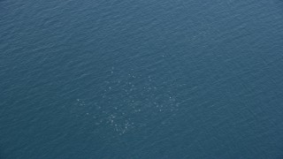 AX0159_237 - 7.6K aerial stock footage orbiting a dolphin pod, Southern California
