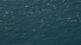 AX0159_239 - 7.6K aerial stock footage orbiting a dolphin pod in open water while breaching, Southern California