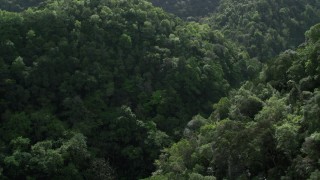 AX101_055 - 4.8K stock footage aerial video Flying through the lush jungle and mountains, Karst Forest, Puerto Rico 
