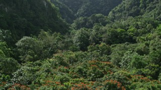 AX101_055E - 4.8K aerial stock footage Flying through dense jungle, Karst Forest, Puerto Rico