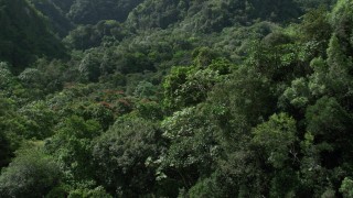 AX101_056 - 4.8K stock footage aerial video Flying through dense jungle, Karst Forest, Puerto Rico