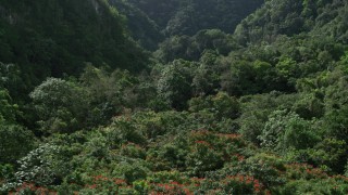 AX101_057 - 4.8K stock footage aerial video Flying over dense jungle, Karst Forest, Puerto Rico 