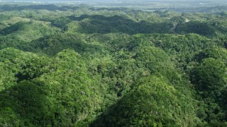 AX101_074E - 4.8K aerial stock footage Panning the tops of lush green trees of the jungle, Karst Forest, Puerto Rico