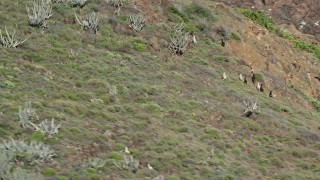 AX102_181 - 4.8K aerial stock footage of goats on a hillside along the coast, Culebrita, Puerto Rico