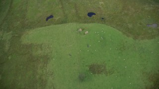 AX109_002 - 5.5K aerial stock footage of bird's eye a grazing sheep and grassland, Cumbernauld, Scotland
