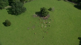 AX109_088 - 5.5K aerial stock footage fly over cattle on a farm, Doune, Scotland