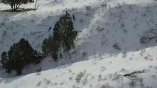AX125_044 - 5.5K aerial stock footage of tracking several mule deer on Antelope Island in winter, Utah