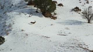 AX125_044E - 5.5K aerial stock footage of tracking several mule deer on Antelope Island in winter, Utah
