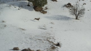 AX125_045 - 5.5K aerial stock footage of tracking male mule deer on Antelope Island in winter, Utah