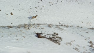 AX125_046 - 5.5K aerial stock footage of tracking mule deer racing across snow on Antelope Island, Utah