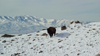 AX125_053E - 5.5K aerial stock footage approach and track lone bison on a snowy slope in winter on Antelope Island, Utah