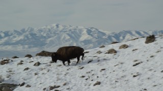 AX125_054 - 5.5K aerial stock footage of tracking a bison running across a snowy mountain slope in winter, Antelope Island, Utah
