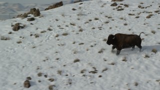 AX125_055 - 5.5K aerial stock footage track a bison running across a snowy mountain and stopping in winter, Antelope Island, Utah