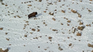 AX125_057 - 5.5K aerial stock footage of bison following tracks in the winter snow in Antelope Island, Utah