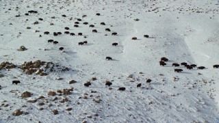 AX125_058 - 5.5K aerial stock footage of tracking a herd of bison on snowy Antelope Island, Utah