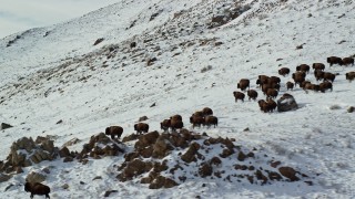 AX125_059 - 5.5K aerial stock footage of a herd of bison running across snow on Antelope Island, Utah