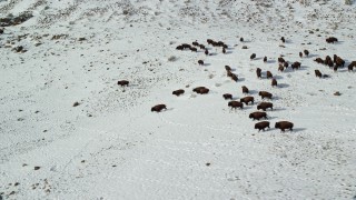 AX125_060 - 5.5K aerial stock footage orbit bison racing across snow on Antelope Island, Utah