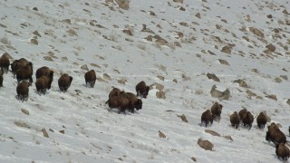 AX125_061 - 5.5K aerial stock footage orbit bison herd moving through snow on Antelope Island, Utah