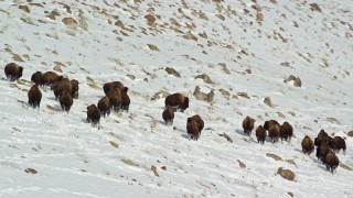 AX125_061E - 5.5K aerial stock footage of a bison herd moving through snow on Antelope Island, Utah