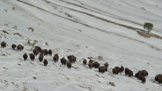 AX125_062 - 5.5K aerial stock footage of circling bison in the snow on Antelope Island, Utah