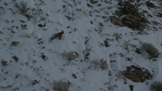 AX125_067 - 5.5K aerial stock footage track a bighorn sheep racing across snow-covered mountain, Antelope Island, Utah